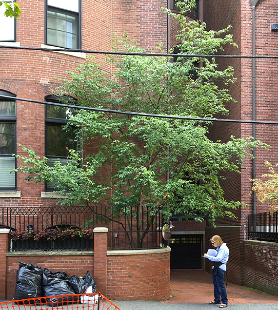About Back Bay Trees